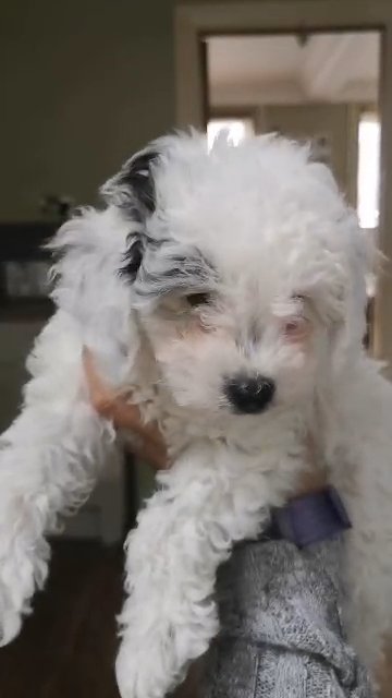 Reduced toy poodle boy