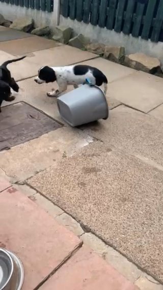 amazing family puppies for sale just 1 left very intelligent loving family pets.