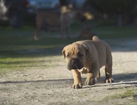 Boerboel Puppies