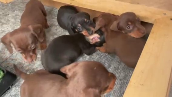 PRA CLEAR Miniature dachshund’s