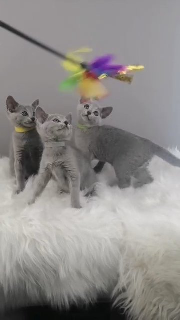 Russian Blue kittens