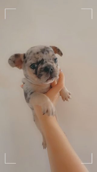 French Bulldog Pups