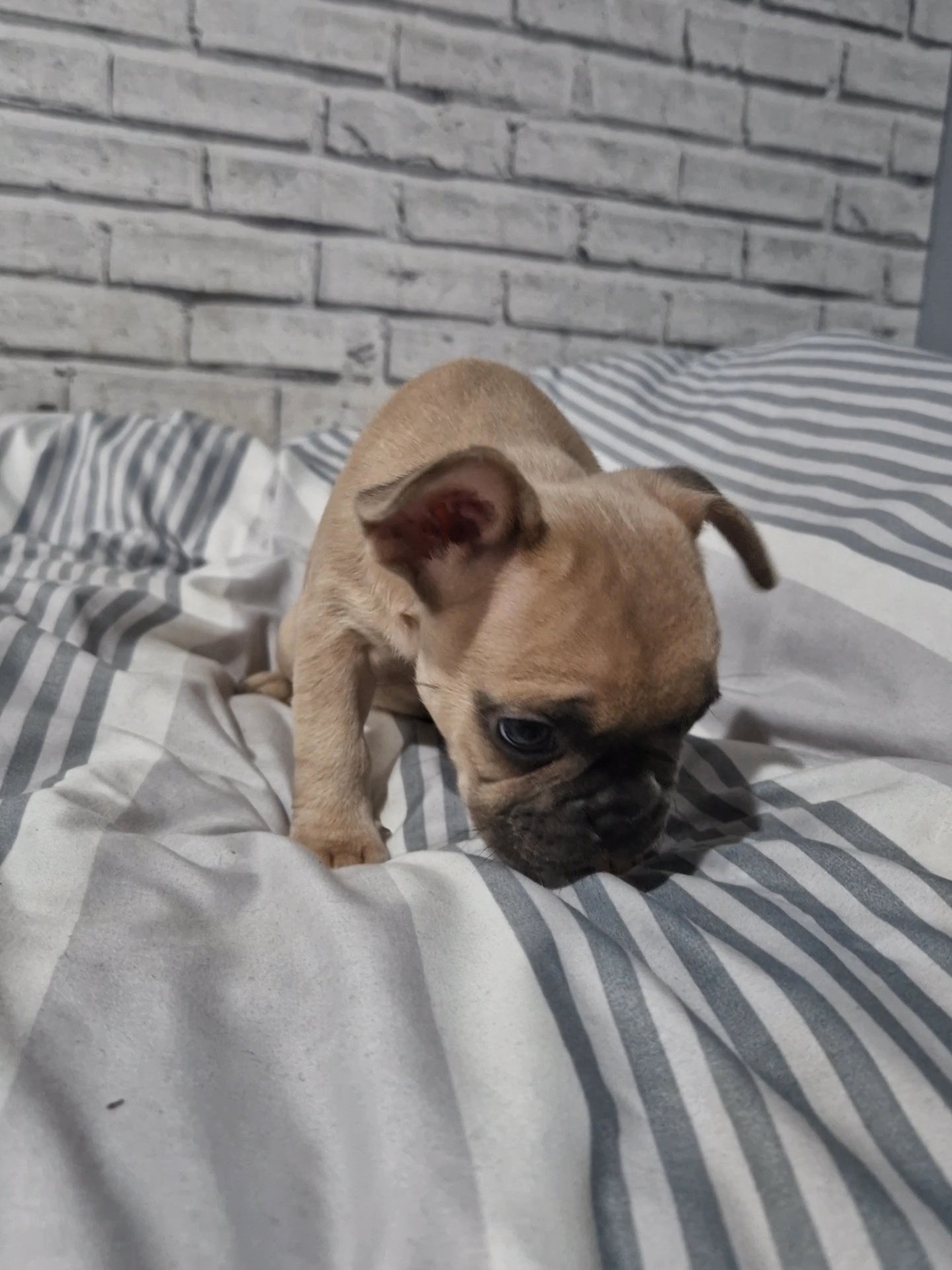 female French bulldog