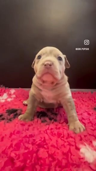 Pocket Bully Puppies