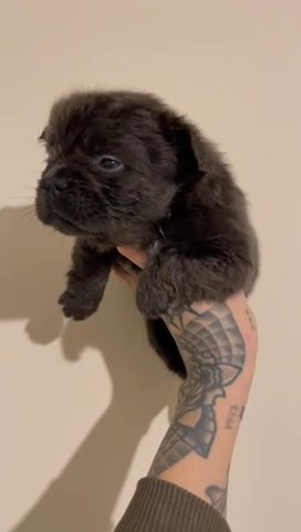 French Bulldog Pups FLUFFies