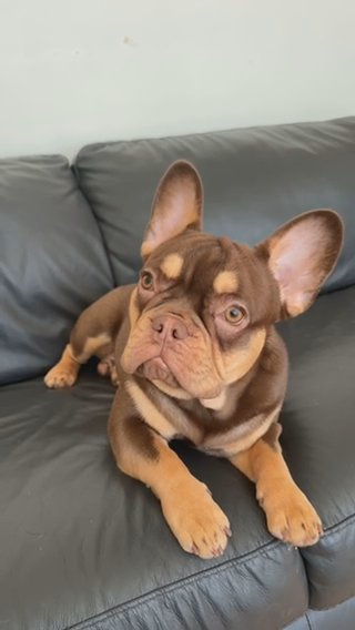 Rojo Fluffy Carrier stud Use Only Not For Sale