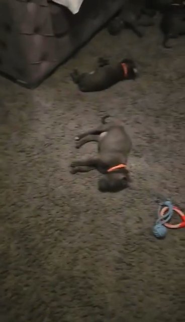 Blue cane corso pups