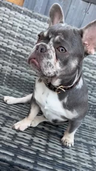 French Bulldog Stud