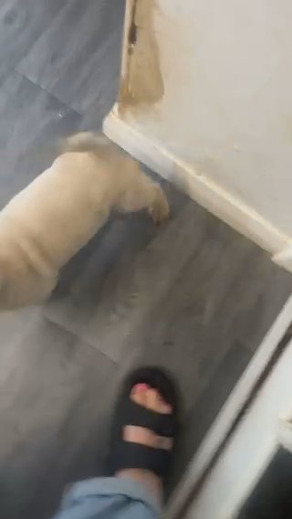 Shar Pei Puppies