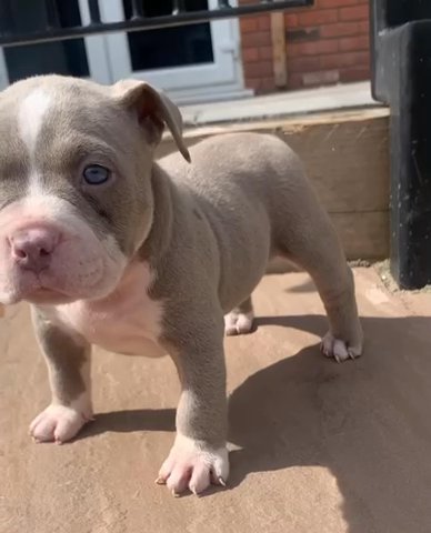 Ice cube daughter Luna  ✖️ prize bully COWBOY?