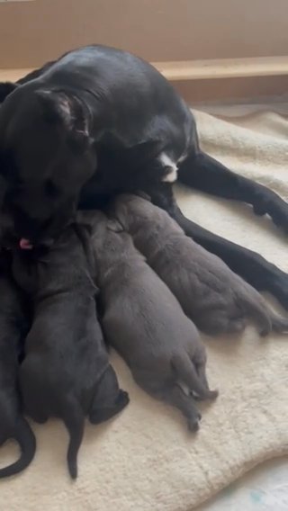 Pups For Sale
