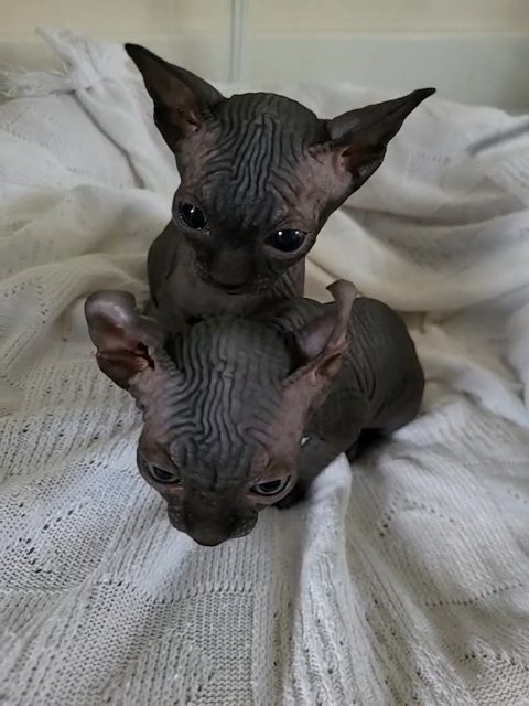 Last Elf Sphynx boy, Tica registred