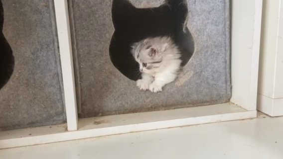 LAST ONE Scottish Fold Munchkin Kittens
