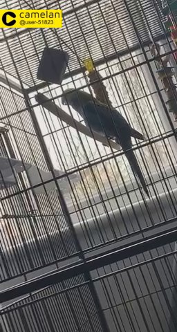 rosella parakeet (male) for sale