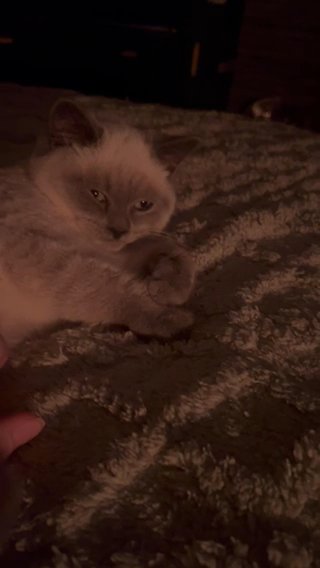 Blue colour point British, short head female, Kittens