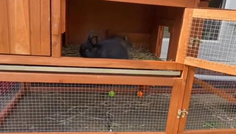 rabbits