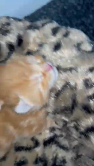 beautiful ginger male kitten
