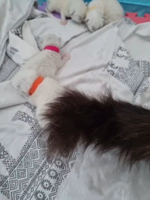 GCCF Registered Ragdoll Kittens