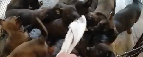 11 Happy, Healthy Mechelse/Hollindse Herder Pups