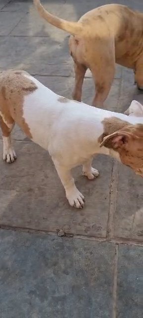 American bully