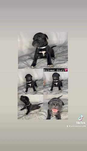 Bandog mastiffs