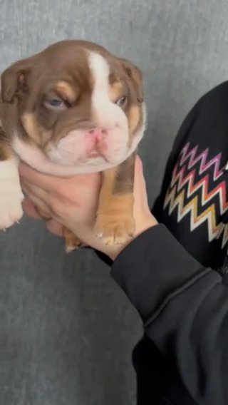 boy English bulldogs check my profile