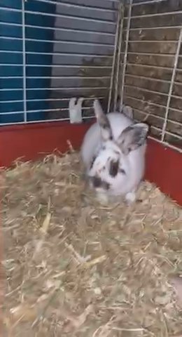 male bunny