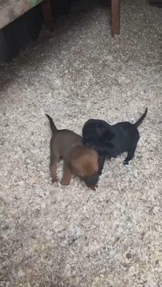 Picardii Lurchers X Rhoesdian Ridgeback Puppies