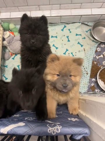 1 Merle 3 Black Chow Chow Puppies