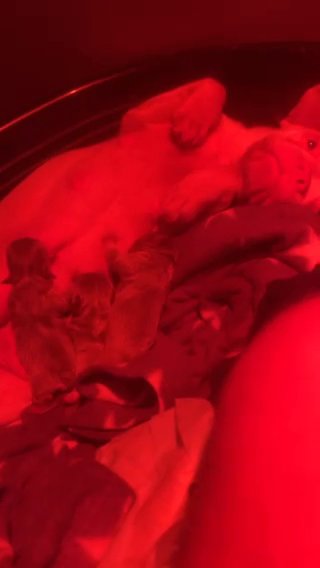 Quality High Dna French Bulldogs