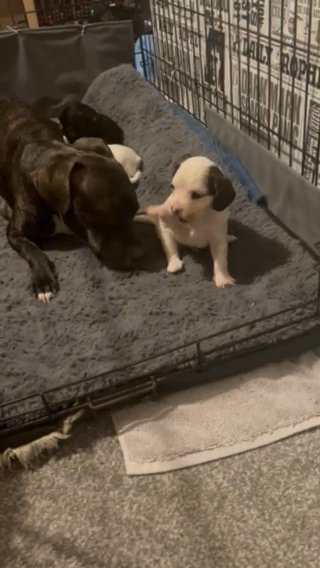 Staffie Cross King Charles