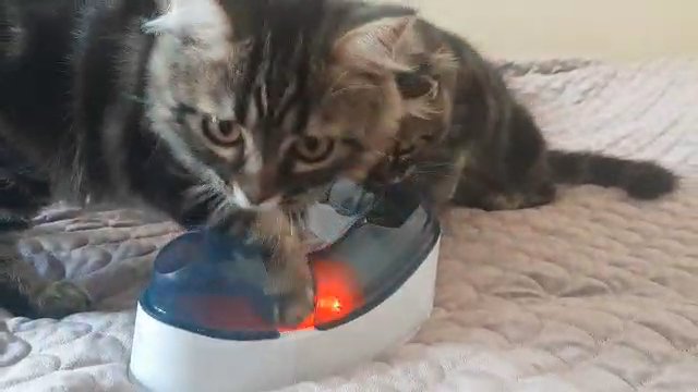 Scottish Fold Straight ears 3 tabby boys