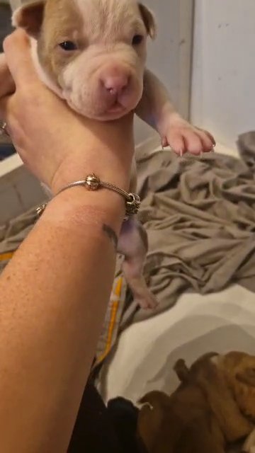 American Bully Puppies 4 left
