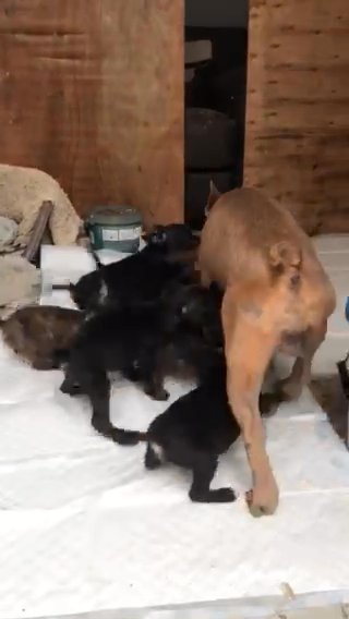Puppies