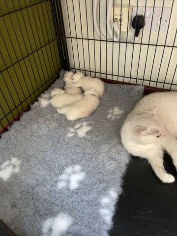 Gccf Registered BSH Black Tipped Kittens