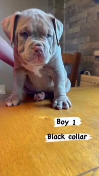 American Bully 2x Cowboy Puppies