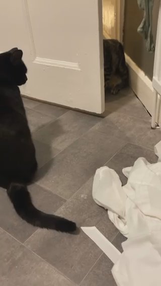 Black Cat