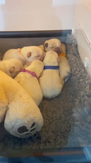 French bulldog puppies