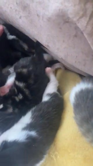 Kittens