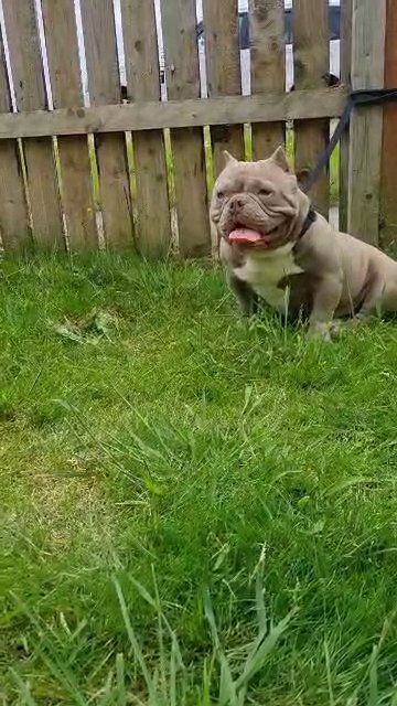 VENOM EXOTIC BULLY