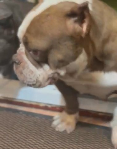 POCKET BULLY STUD