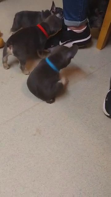 French bulldog pups for sale
