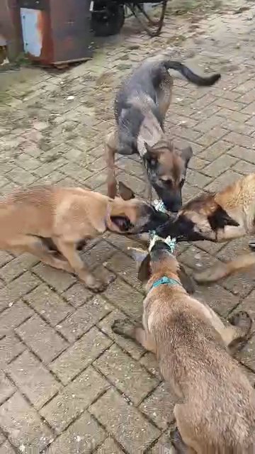 Belgium malinois