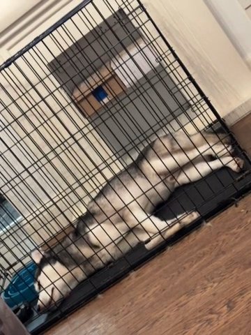 1 Year Old Male Husky For Sale