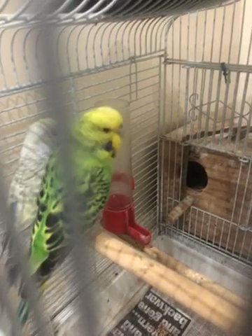 beautiful budgies male and female