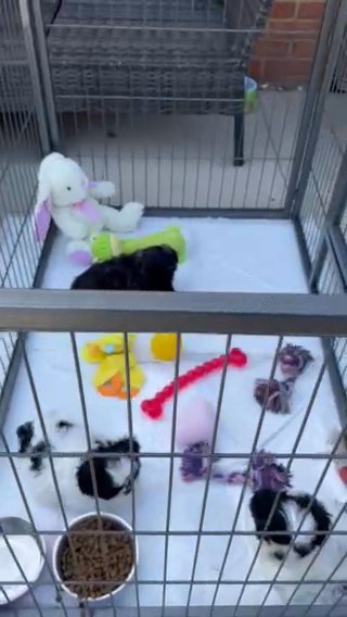 Imperial Shih Tzu puppies