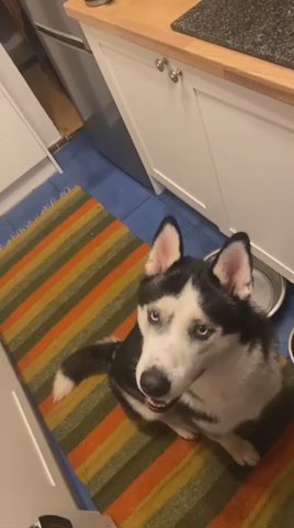 Apollo