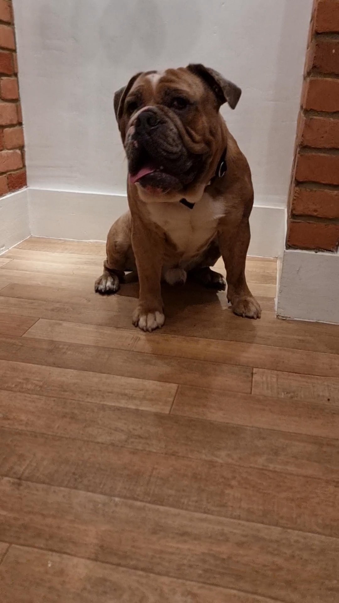 olde english bulldogs STUD