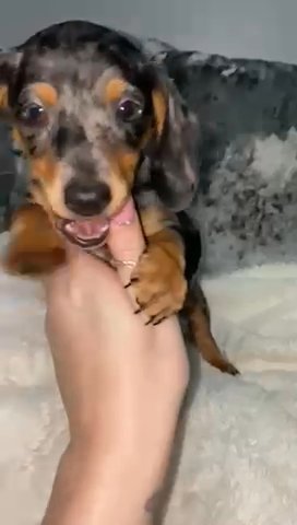 miniature dachshunds puppies available now ready to leave