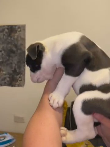 Old English Bulldogs